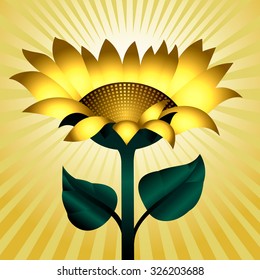 sunflowers in rays