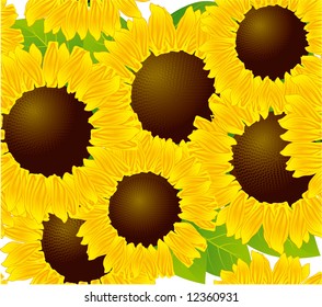 Sunflowers seamless background. Vector background