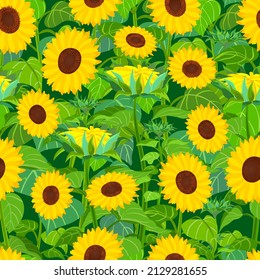 Sunflowers, seamless vector pattern. Yellow sunflower flowers stems and foliage.