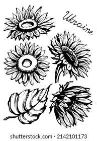 Sunflowers set. Black and white illustration. Vector clipart