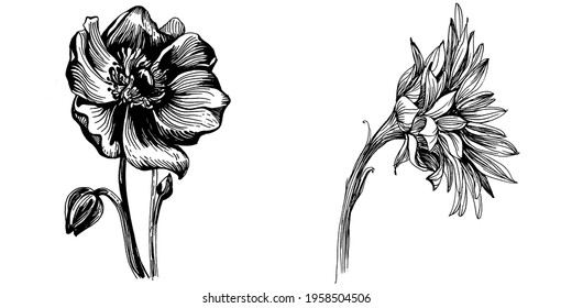 Sunflowers set elements. Floral botanical flower. Isolated illustration element. Vector hand drawing wildflower for background, texture, wrapper pattern, frame or border.