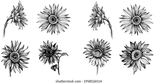 Los girasoles ponen elementos. Flor botánica floral. Elemento de ilustración aislado. Flor silvestre de dibujo manual vectorial para fondo, textura, patrón envolvente, marco o borde.