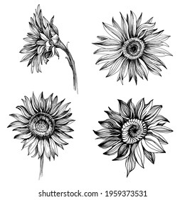 Sunflowers set elements. Floral botanical flower. Isolated illustration element. Vector hand drawing wildflower for background, texture, wrapper pattern, frame or border.