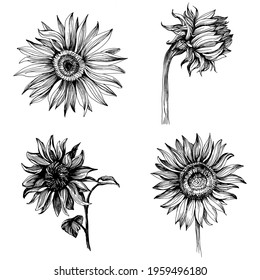 Sunflowers set elements. Floral botanical flower. Isolated illustration element. Vector hand drawing wildflower for background, texture, wrapper pattern, frame or border.