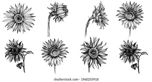 Sunflowers set elements. Floral botanical flower. Isolated illustration element. Vector hand drawing wildflower for background, texture, wrapper pattern, frame or border.