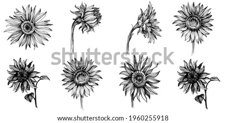 Sunflowers set elements. Floral botanical flower. Isolated illustration element. Vector hand drawing wildflower for background, texture, wrapper pattern, frame or border.