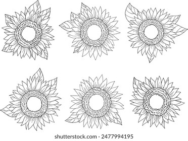 Sunflowers set vector drawing illustration set.