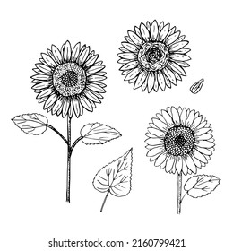 Sunflowers set vector illustration, hand drawing sketch