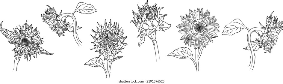 Dibujo vectorial del conjunto de girasoles, dibujo a mano
