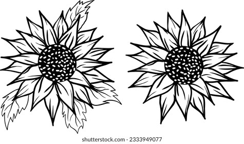 Sonnenblumen setzen Vektorgrafik. Sonnenblume einzeln. Botanische Blumengrafik