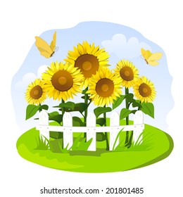 sunflowers in a small garden. vector illustration