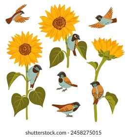 sunflowers and sparrows, vector drawing flowers and birds at white background, hand drawn botanical illustration