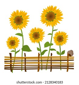 Sunflowers. Summer. Garden and vegetable garden. Vector illustration in a flat style.