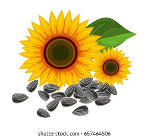 Sunflowers and sunflower seeds on white. Vector illustration.