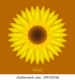 Sunflowers vector