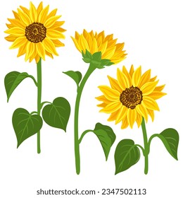 girasoles, flores de dibujo vectorial de fondo blanco, ilustración botánica dibujada a mano