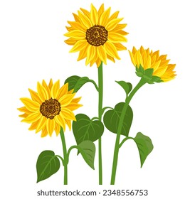 Sonnenblumen, Vektorgrafik-Blumen auf weißem Hintergrund, handgezeichnet botanische Illustration