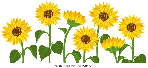 sunflowers, vector drawing flowers at white background, hand drawn botanical illustration