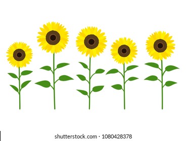 Sunflowers vector illustration
