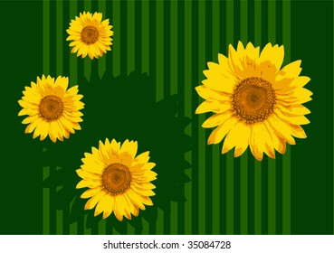 sunflowers vector Illustration