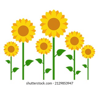 Sunflowers vector illustration design on white