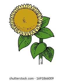 Vector de girasoles aislado. Planta solitaria. Me volví al sol. Blooms. Grandes hojas verdes, flor amarilla. Sobre un fondo blanco.