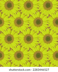 sunflowers vector seamless floral texture