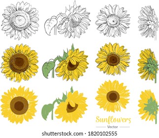 Sunflowers vector set, line art, hand drawn, separate elements, botanical illustration