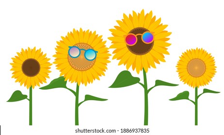 Sunflowers wearing sunglasses isolated on white background. illustration vector