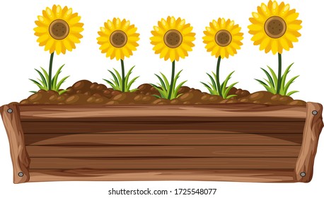 Sunflowers in wooden box on white background illustration