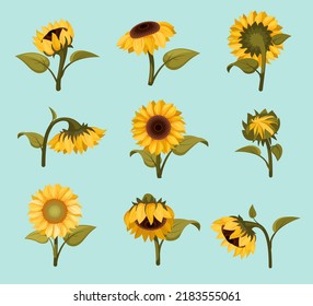 sunflowers. yellow botanical plants beautiful flowers. Vector pictures of sunflowers floral templates