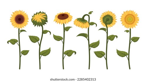 Los girasoles con pétalos amarillos tienen el tallo y las hojas establecen la ilustración vectorial isométrica. Plantas de flores de verano natural con semillas de vegetación botánica brillante agricultura florecimiento de la ecología de brotes redondo