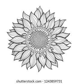 Sunflower.Sketch. Hand draw vector illustration, isolated floral element for design on white background. Outline drawing.