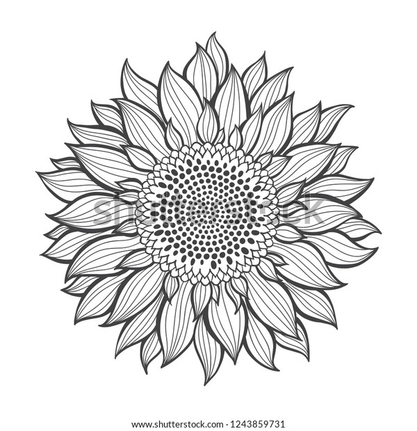 ひまわり スケッチ 白い背景にデザイン用の分離型花柄エレメント 手描きのベクターイラスト 輪郭描画 のベクター画像素材 ロイヤリティフリー