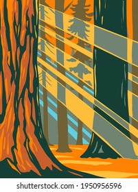 Sunlight Through the Giant Sequoia Trees of Sequoia National Park Located in Sierra Nevada California WPA Poster Art