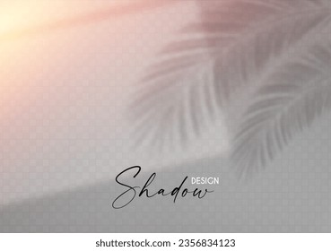 La luz del sol desde la ventana y la sombra de la hoja de palma. Efecto transparente.