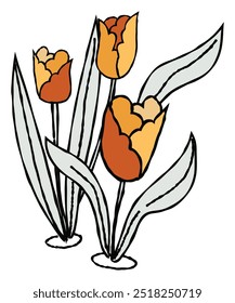 Sonnenlicht Eleganz Tulpe Blüte 