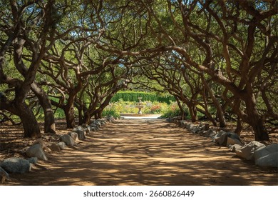 Caminho iluminado pelo sol através de árvores torcidas e rochas que levam a um jardim tranquilo