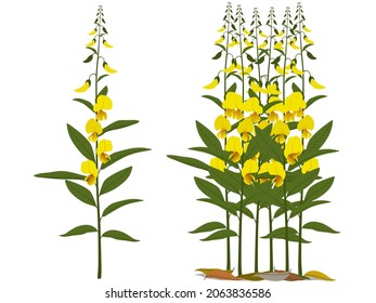 sunn hemp or Crotalaria juncea has yellow flowers. vector