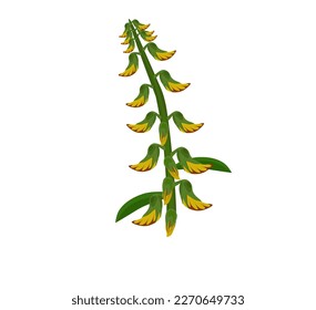 sunn hemp or Crotalaria juncea has yellow flowers. vector