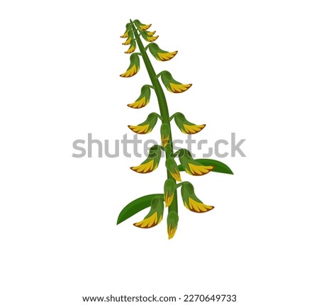sunn hemp or Crotalaria juncea has yellow flowers. vector