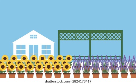 Sunny greenhouse interior showcasing rows of blooming sunflowers and purple lavender plants in terracotta pots arranged on the floor near a lattice.