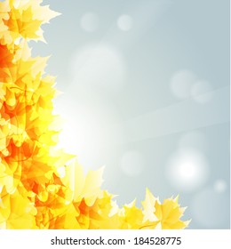 sunny maple leaves