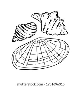 Sunray venus and other shells isolated in white background. Marine seashells sketch. Engraved vector illustration