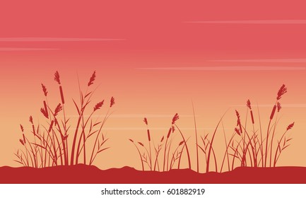 At sunrise with coarse grass scenery silhouettes At sunrise with coarse grass scenery silhouettes