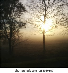 Sunrise and leafless tree. Vector illustration