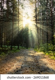 sunrise in the woods, vector.