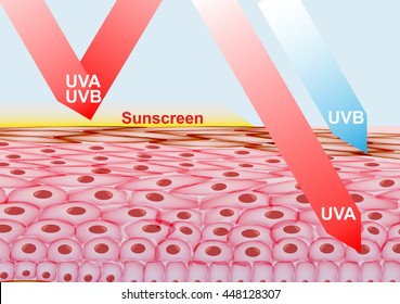  Sunscreen Lotion on Skin Protection from UVA , UVB rays - Vector Illustration