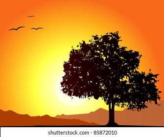 Sunset