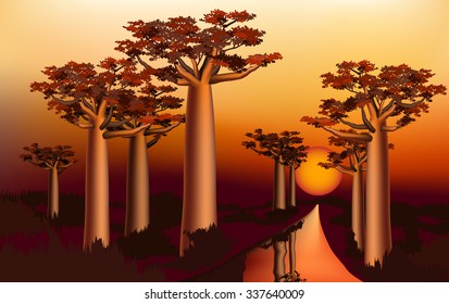 Sunset in the African baobab forest near the river